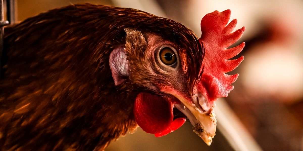 Iată cum să scapi de păduchii și de căpușele de pe găini. Amestecul care îți rezolvă situația