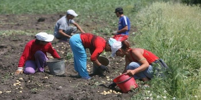 Se plătesc 500 de lei pe zi! Românii nu sunt interesați de acest loc de muncă