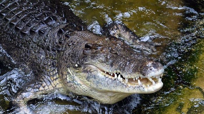Povestea bărbatului care a mușcat un crocodil pentru a-și salva viața: „M-a urmărit un pic”
