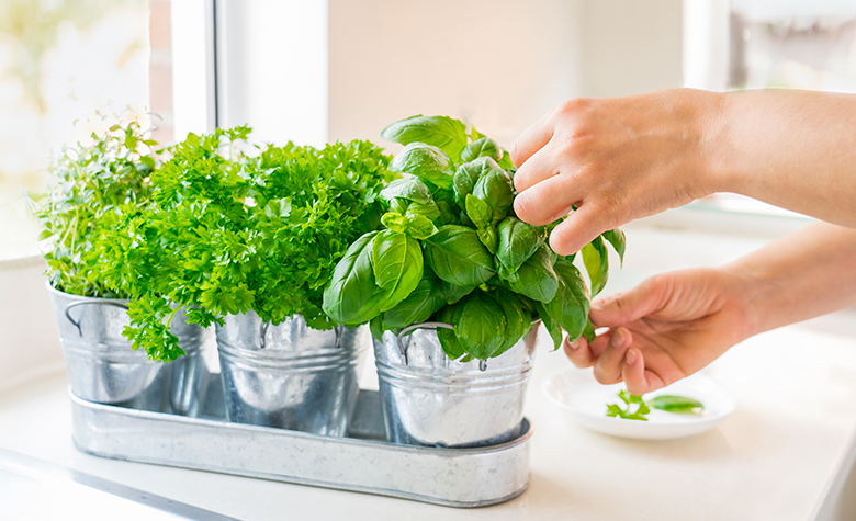Top 5 plante aromatice care aduc un plus de savoare în bucătăria apartamentului tău