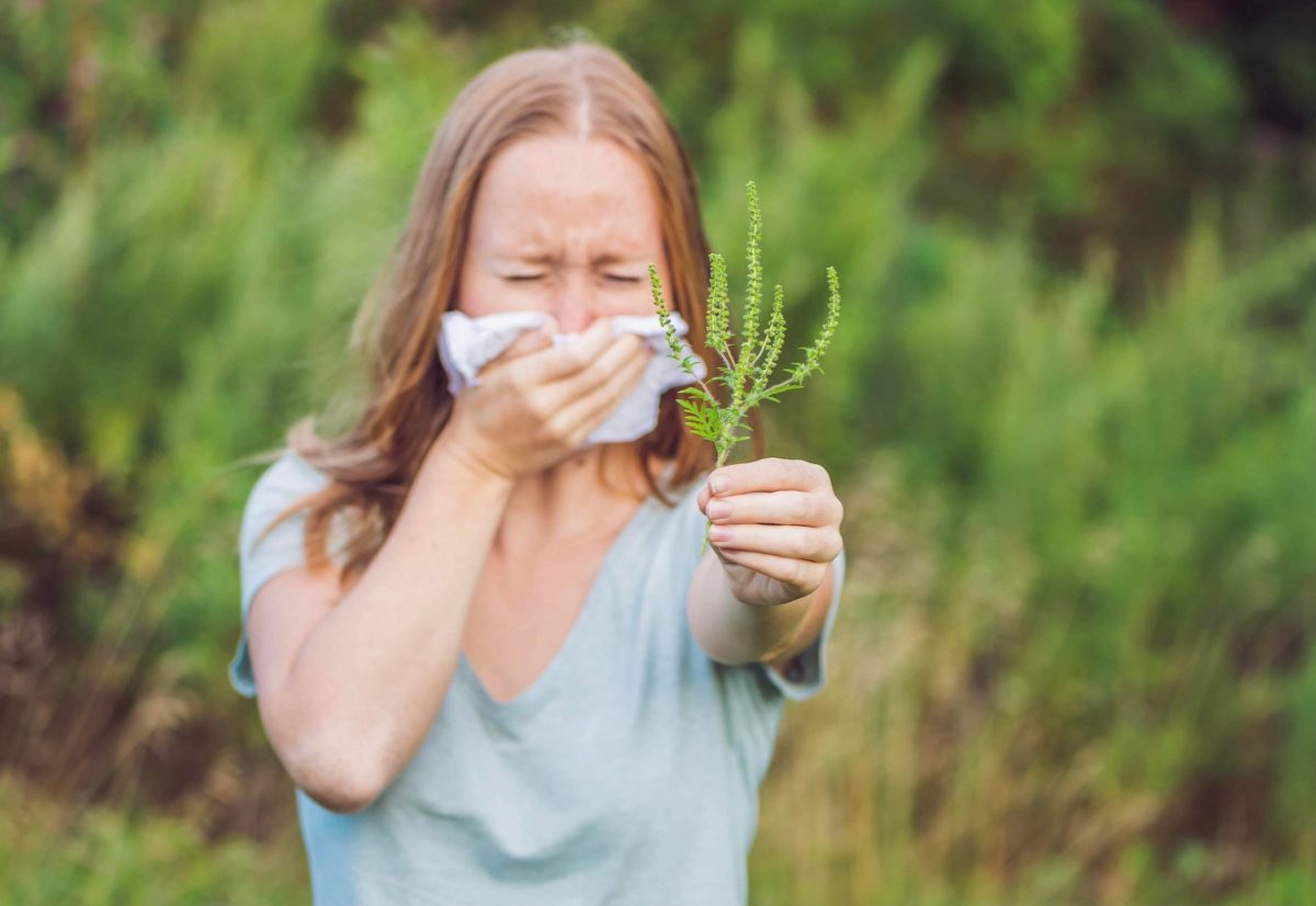 De ce apare alergia la ambrozie. Ce trebuie să știi despre această plantă