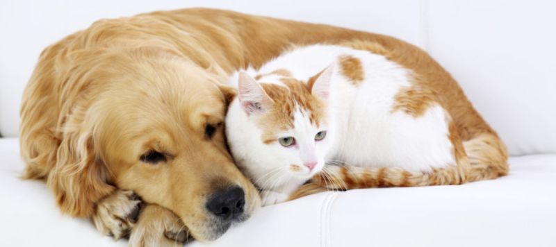 Curiozități despre animalele domestice. Lucruri pe care sigur nu le știai