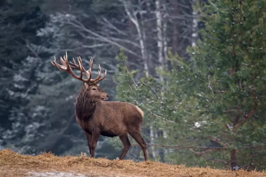 Ce animale trăiesc în pădurea de conifere: Adaptări și Biodiversitate