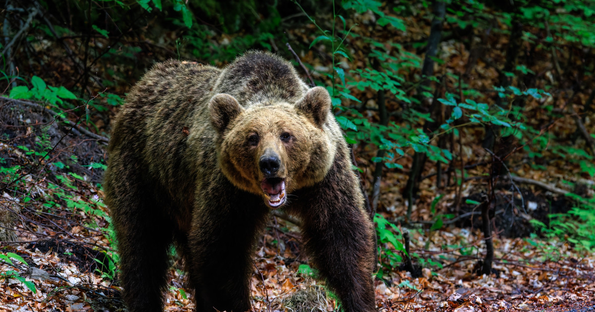 Mărturisiri tulburătoare făcute de iubitul fetei omorâte de urs, la Bușteni. Tânărul a povestit cu lux de amănunte atacul animalului