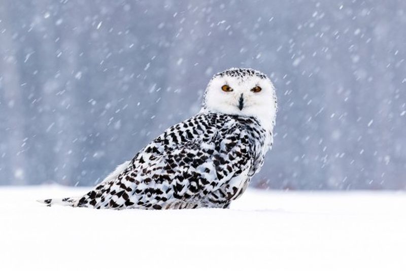 Bufnița polară. Cea mai mare și agresivă specie de păsări prădătoare din lume