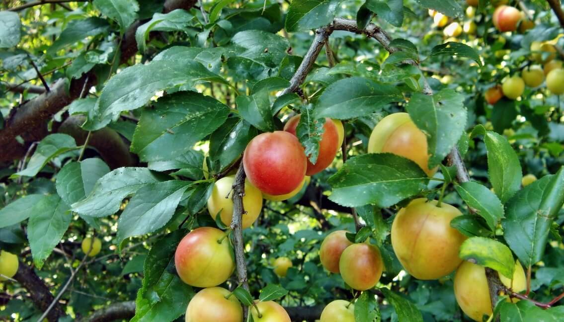 Ce se poate altoi în corcoduș: Piersici, Nectarine, Caisi și Pruni pentru o recoltă diversificată