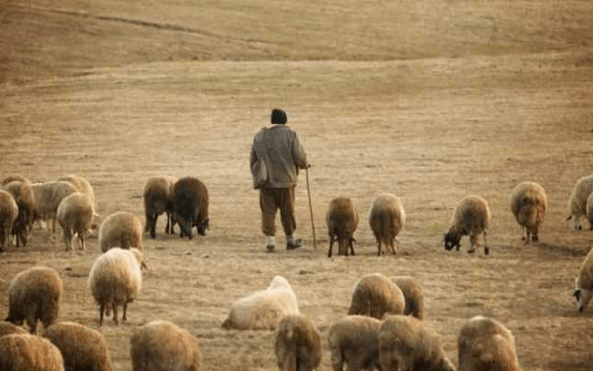 Sfârșit cutremurător! Un cioban de 48 de ani a fost sfâșiat de câinii de la o stână