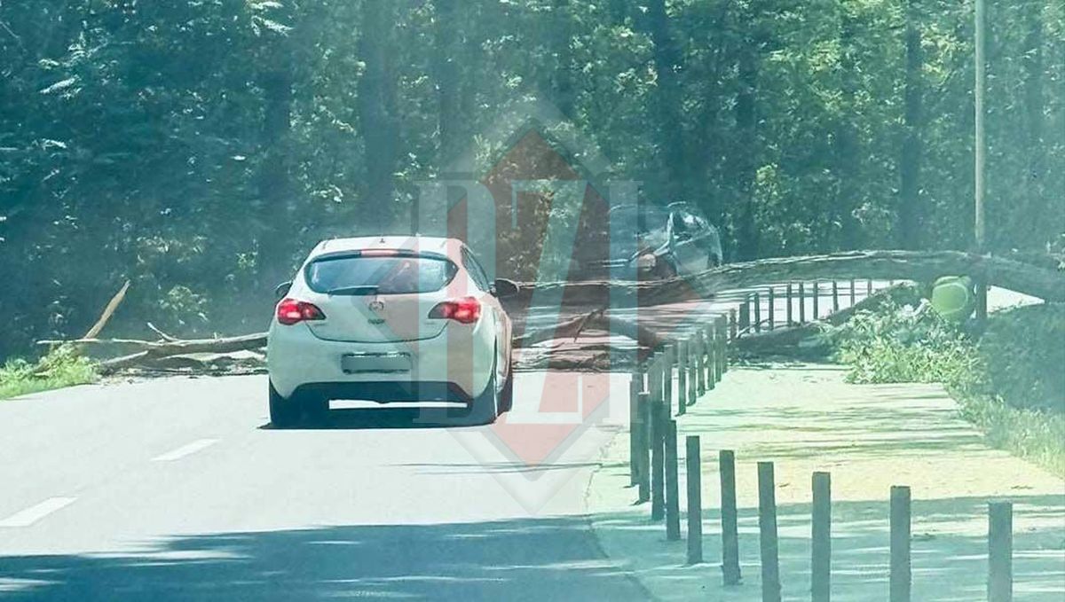 Incident la Ciric! Un copac căzut pe carosabil a blocat circulația