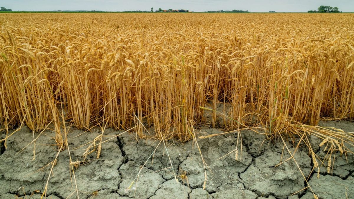 Fermierii din Iași primesc despăgubiri de secetă. Când se depun cererile la Direcția Agricolă