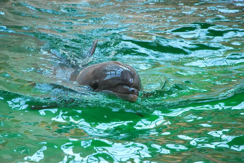 Doliu la Delfinariul Constanţa. A murit „Baby”, puiul adorat de sute de copii