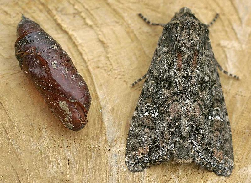 Fluturi de noapte în casă. Cum scăpăm de aceste insecte dar și ce semnifică apariția lor