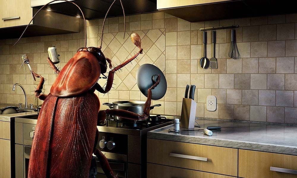 Gândacii de apartament, alungați cu ingrediente fără chimicale. Cele mai bune remedii naturale