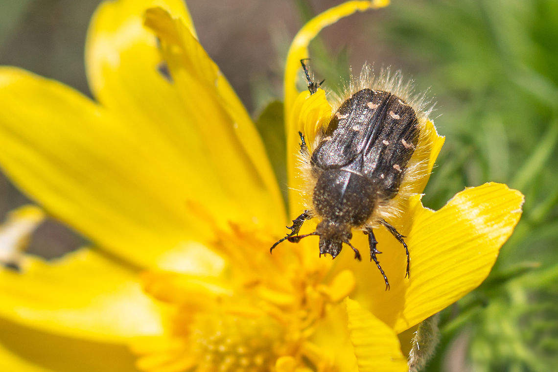 Ce este gândacul păros și cum poți scăpa de acest dăunător? Una dintre cele mai periculoase insecte pentru culturile tale