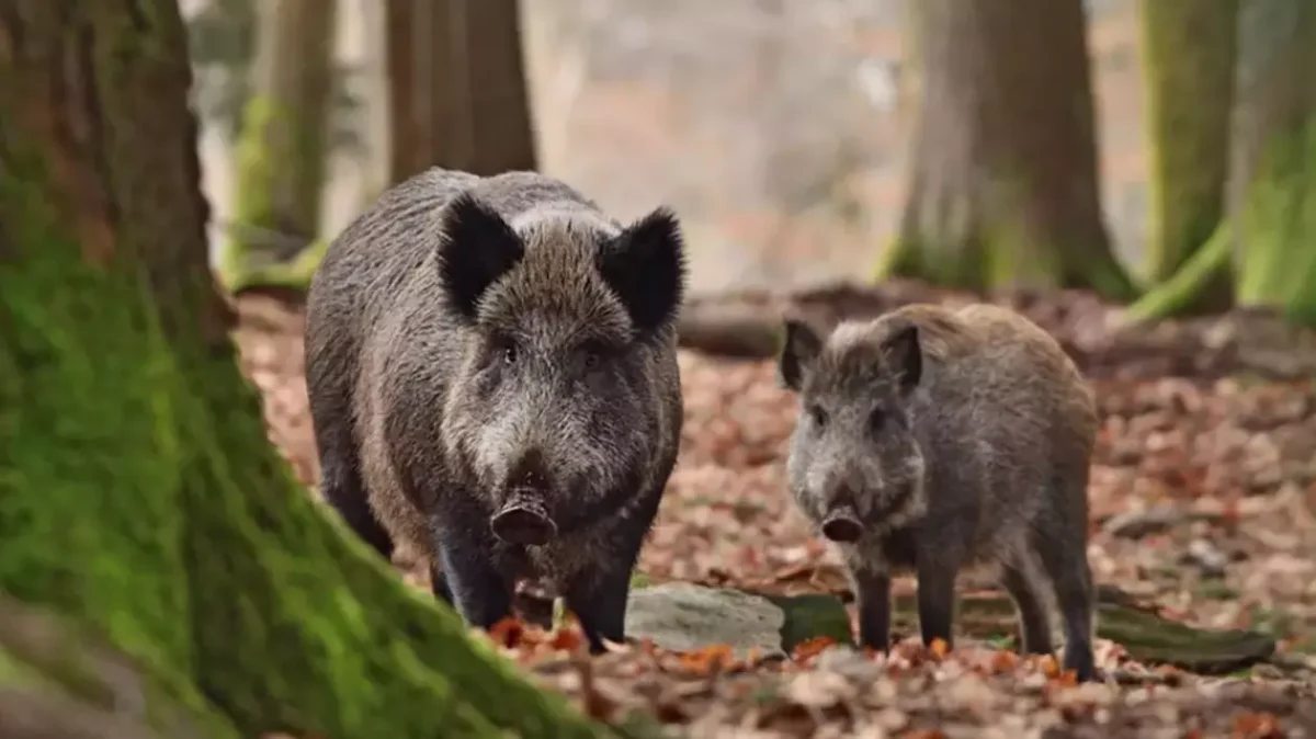 Un bărbat a lovit cu maşina o turmă de porci mistreţi, iar şapte dintre ei au murit