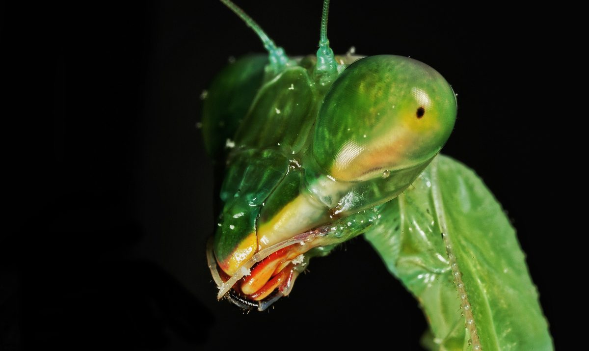 Te poate mușca călugărița? Tot ce nu știai despre cea mai terifiantă insectă din lume