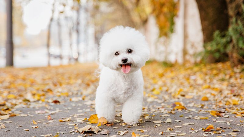 Top nume de câini băieți. Cum să-l alegi pe cel mai bun pentru patrupedul tău