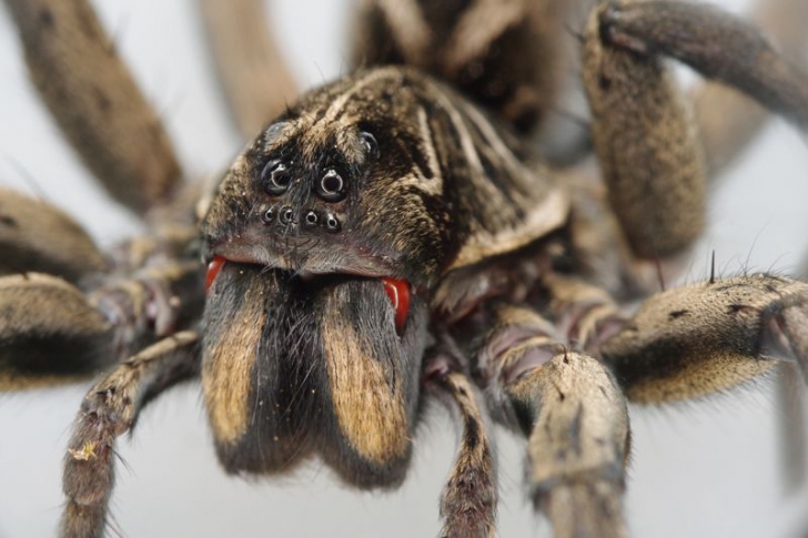 Păianjenul lup. Tarantula românească din grădinile noastre