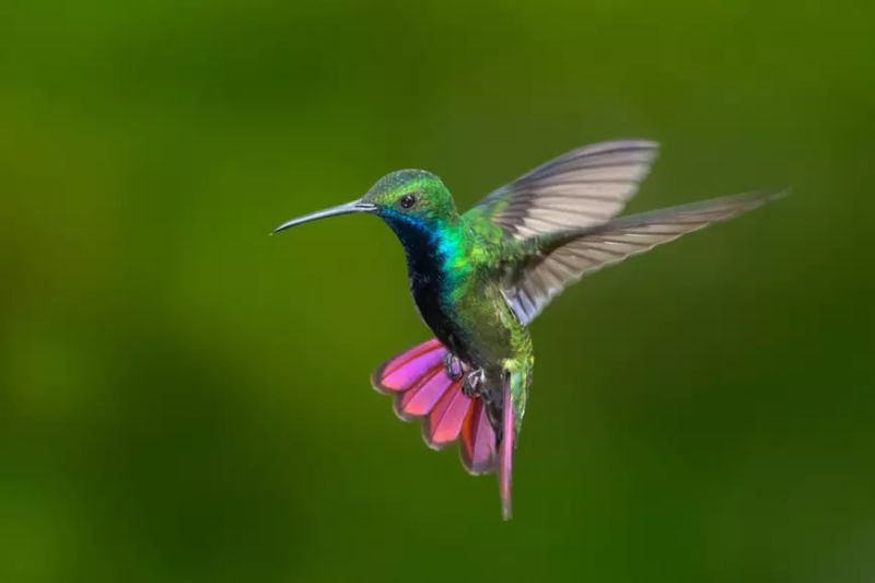 Pasărea colibri. Curiozități despre „mica minune a Lui Dumnezeu”