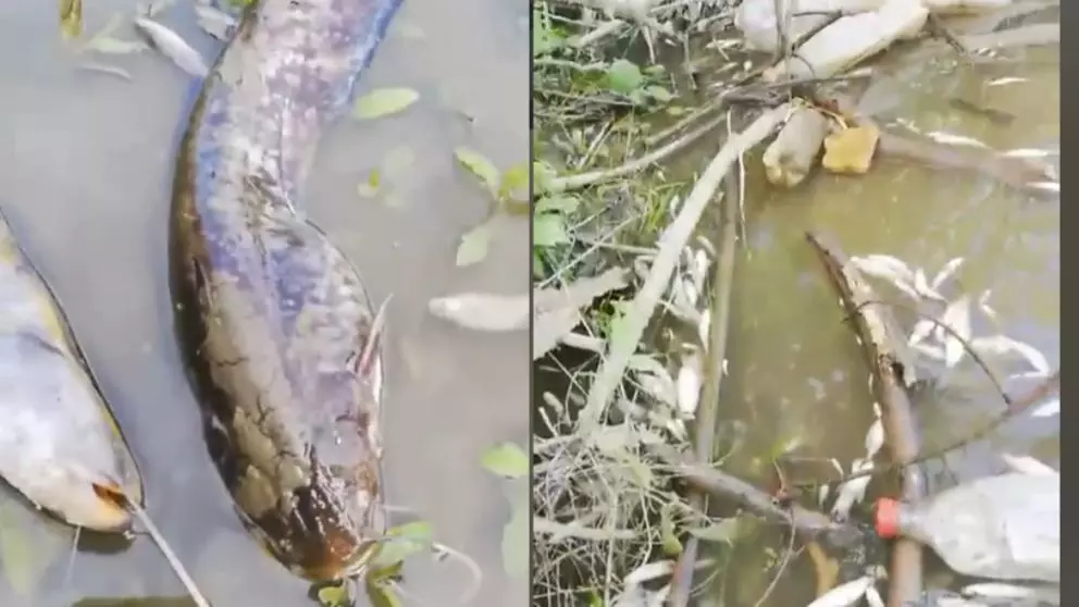 Imaginile groazei vin din Olt! Zeci de pești morți plutesc pe apă – VIDEO