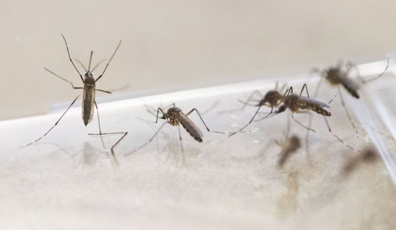 Plasele de țânțari sau soluții naturale? Care este cea mai eficientă metodă