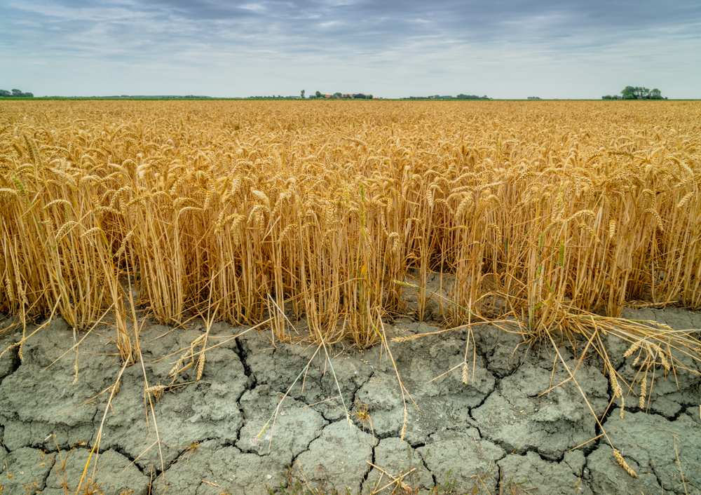 AUR cere autorităților să declare starea de urgenţă în agricultură şi să pună la dispoziţie fondurile necesare pentru a acoperi pierderile fermierilor