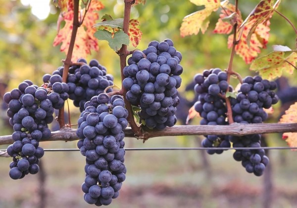 Cele mai rafinate soiuri românești de viță de vie. Ce tipuri de vin se regăsesc în România