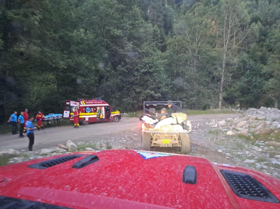 Cioban mușcat de urs, în timp ce încerca să își apere oile