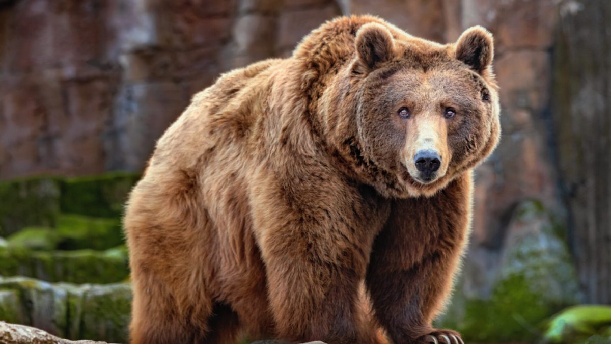 Un bărbat de 63 de ani a fost mușcat de urs în comuna Rucăr, județul Argeș
