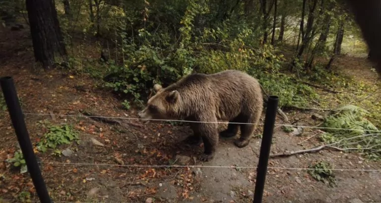 A fost emis mesaj Ro-Alert pentru a semnala prezența urșilor în Bușteni. Ieșeanca omorâtă de animalul sălbatic nu a fost extrasă din râpă