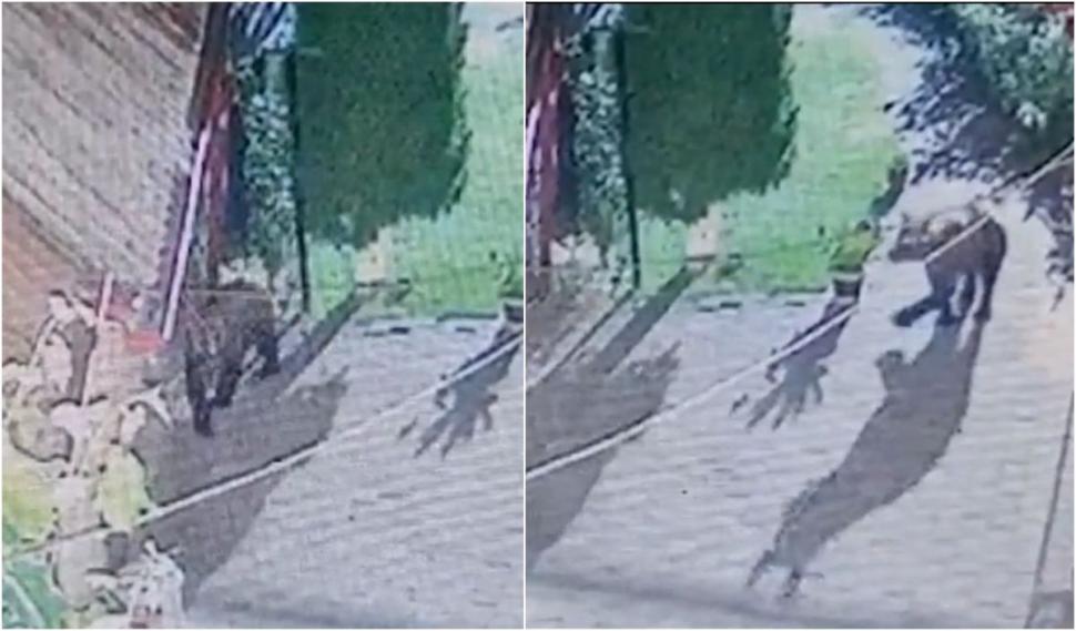 Un urs a intrat în curtea unui primar din Suceava, pentru a căuta mâncarea. Bestia nu a fost deranjată nici de câinii care lătrau