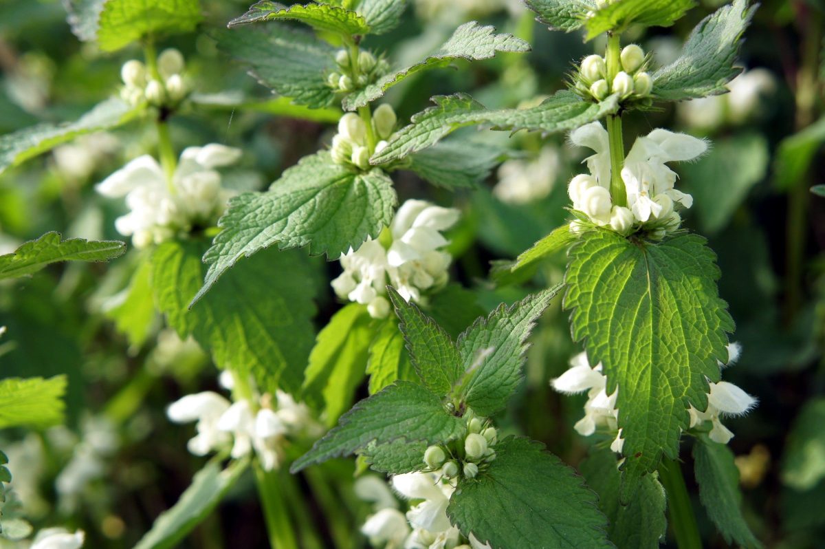 Ce este urzica-moartă? Una dintre cele mai căutate plante medicinale pentru efectele ei minune
