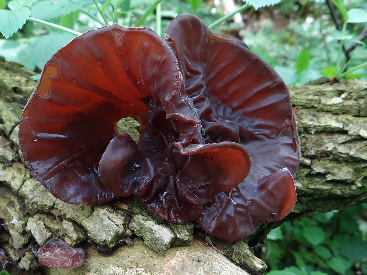 Ce importanță au urechile de lemn în natură