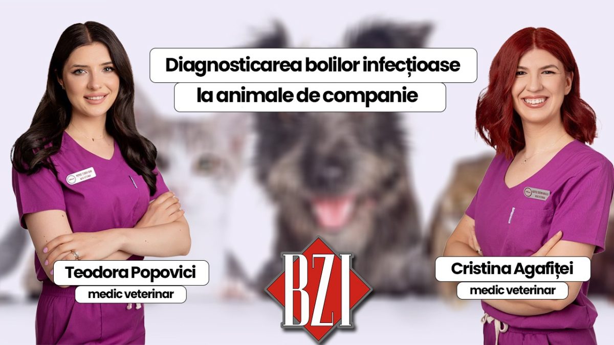 Diagnosticarea bolilor infecțioase la animale de companie. Teodora Popovici și Cristina Agafiței, medici veterinari, discută despre tratamente la BZI LIVE