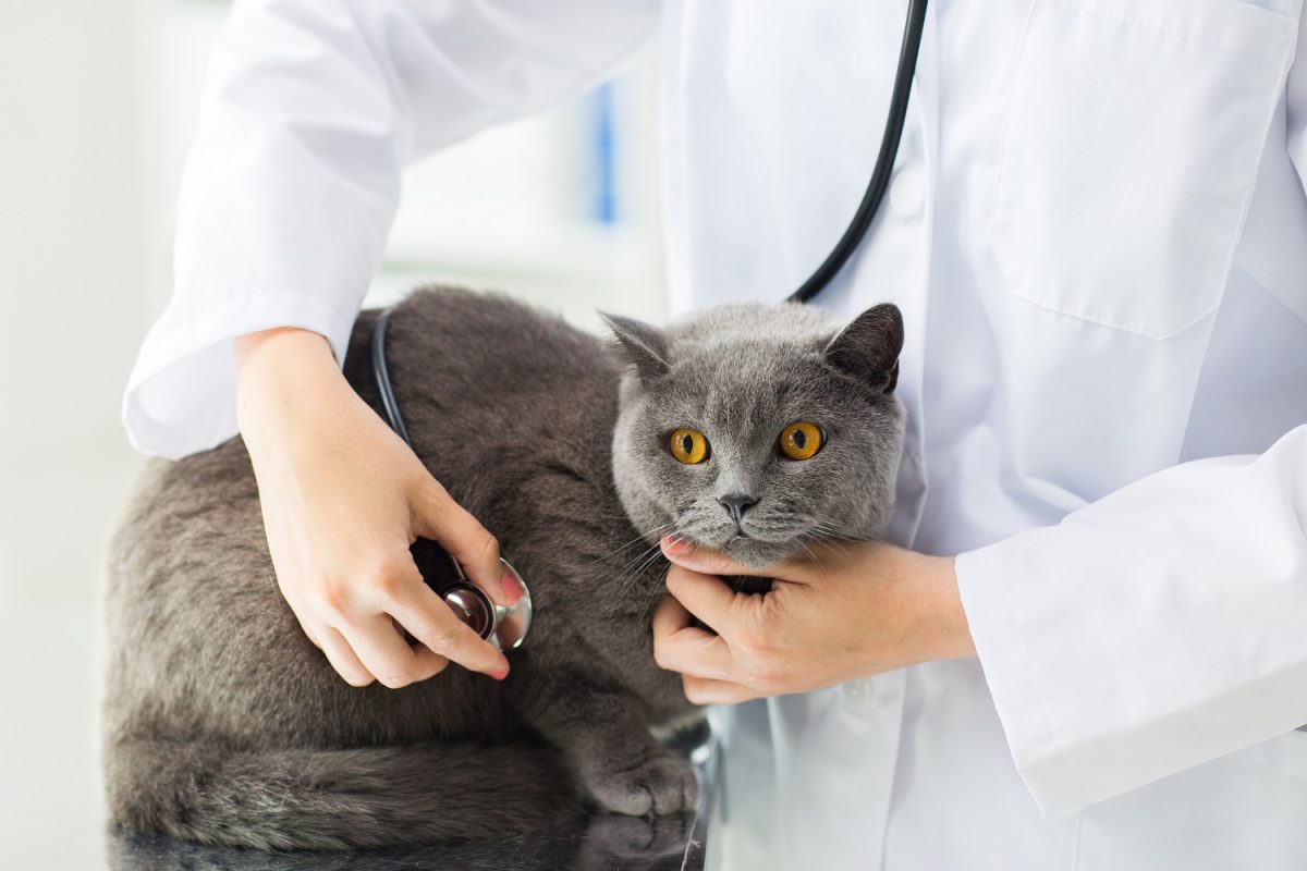 Când trebuie realizată deparazitarea internă la pisici? Sfaturi utile pentru o felină sănătoasă!