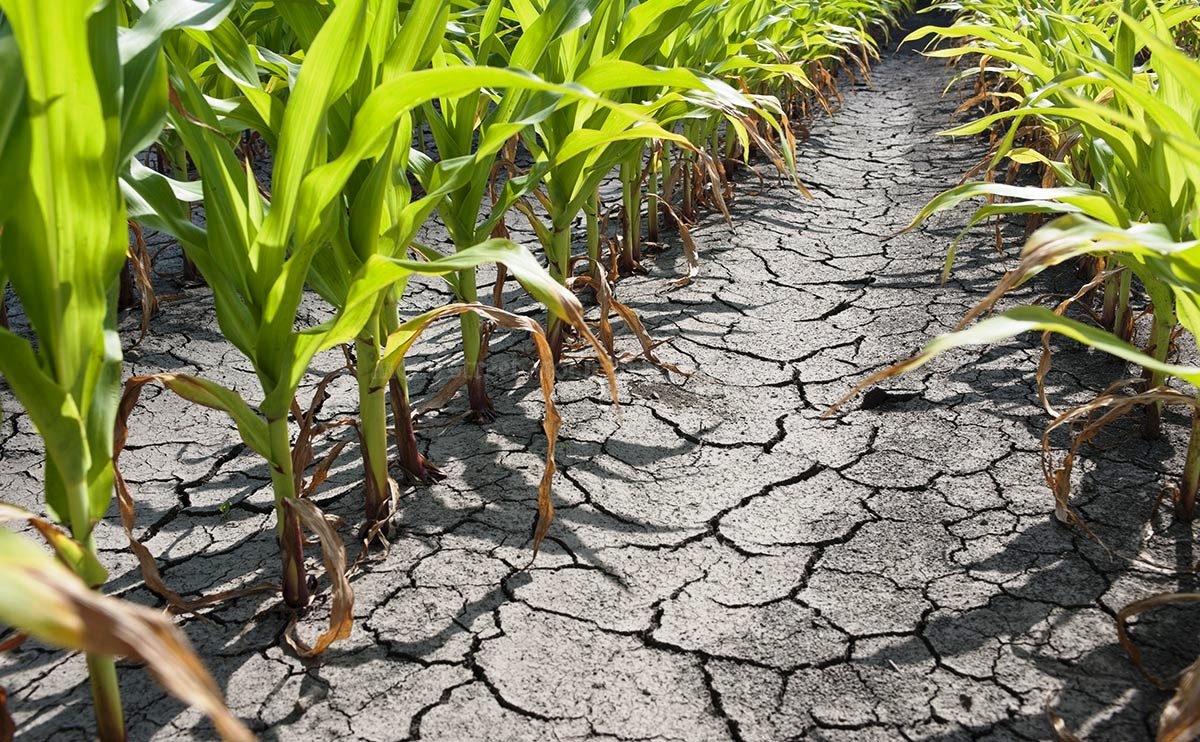 Producția agricolă slabă din România una dintre cauze pentru un minus 1,1 milioane de tone de cereale pe piața Uniunii Europene!