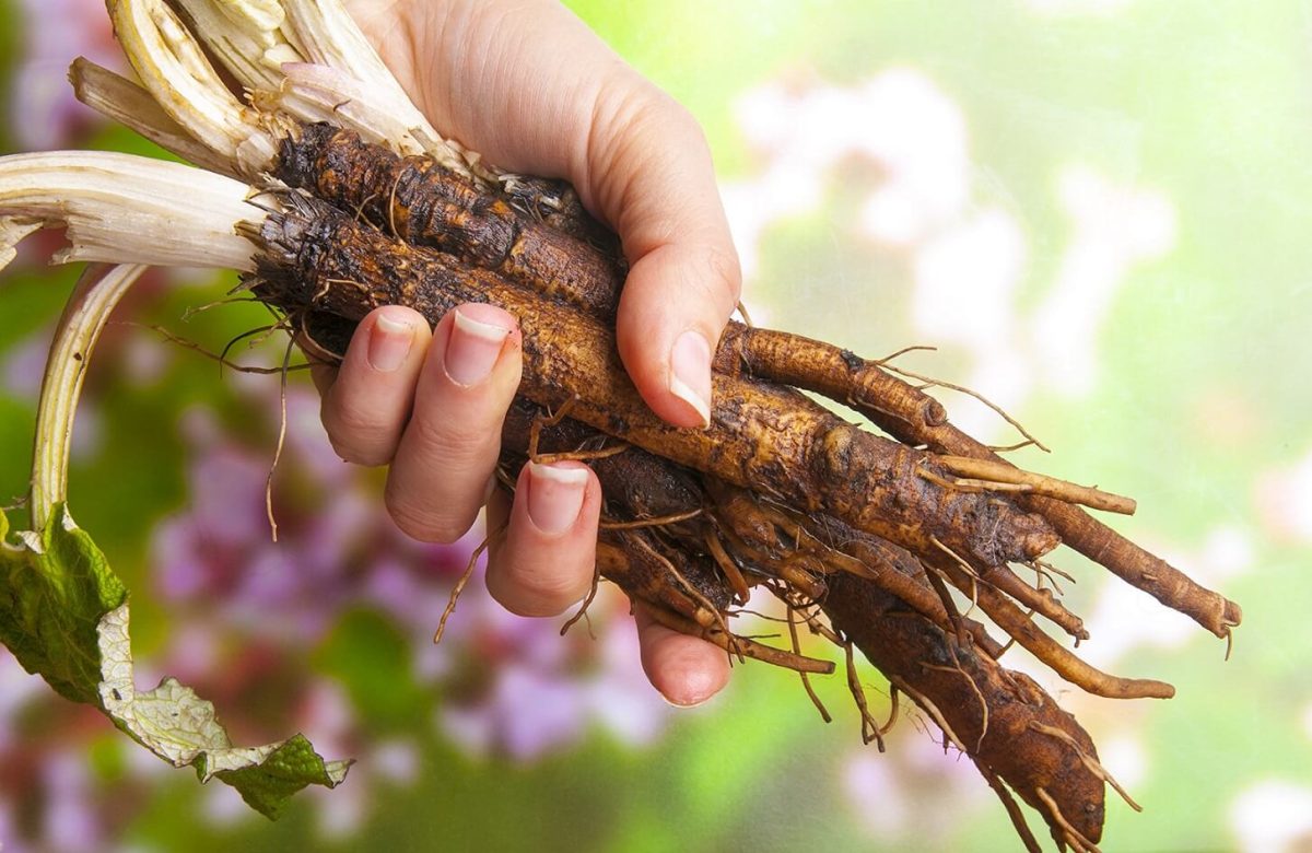 Ce putem trata cu tinctura de brusture. Leacul natural pentru numeroase probleme de sănătate!