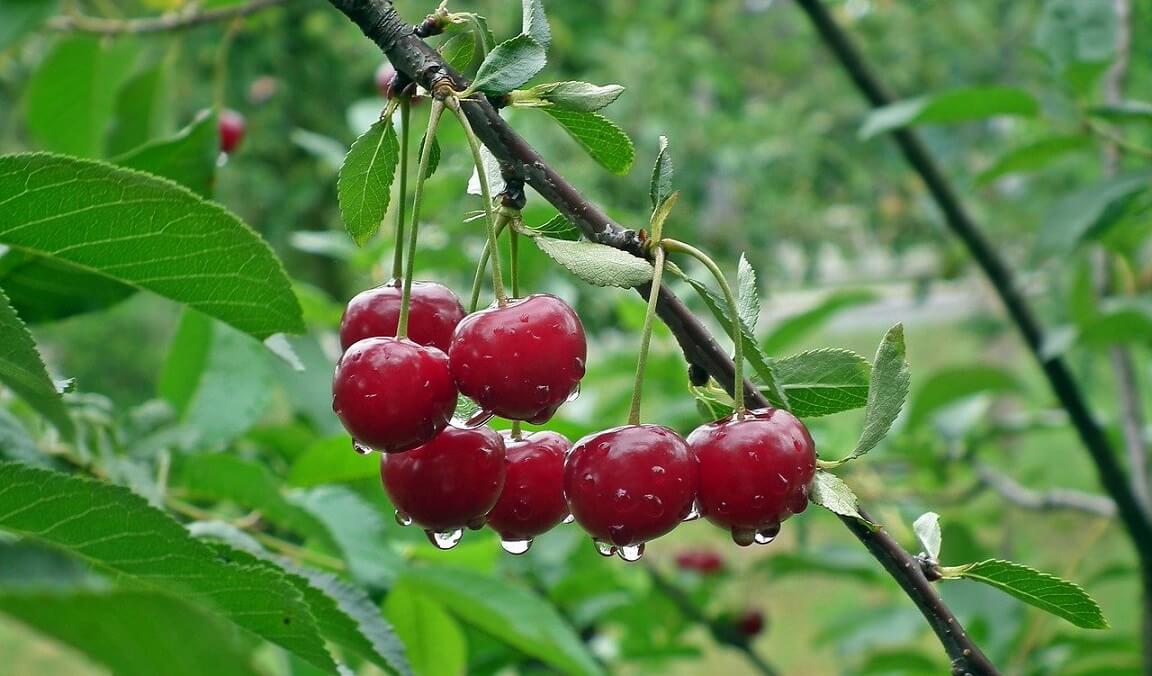 Cum se altoiește cireșul? Tehnici și sfaturi pentru cultivarea de succes