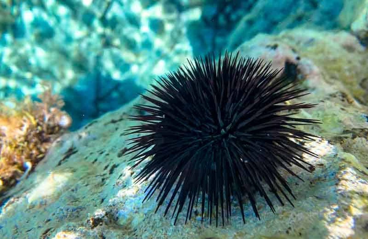 Aricii de mare, pericolul cu care se confruntă turiștii
