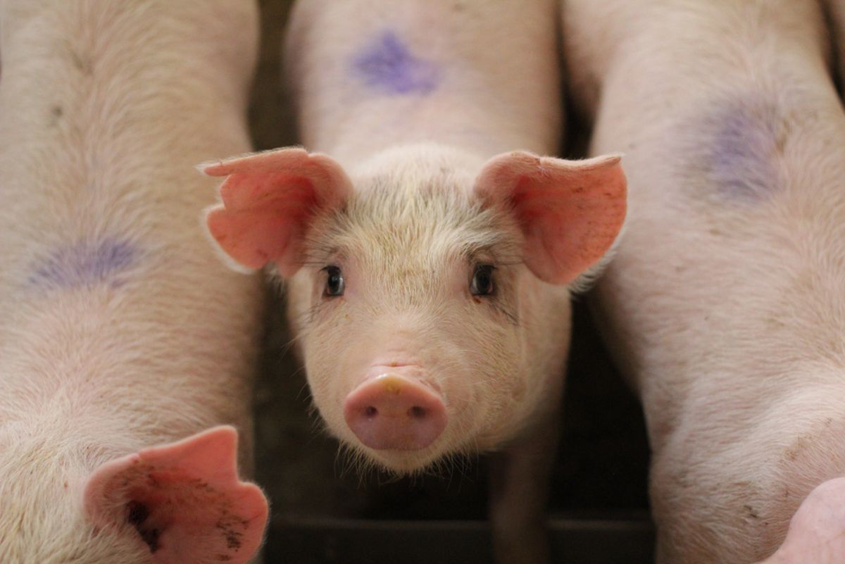 Boli de piele la porci – poze. Ce trebuie să știe toți gospodarii