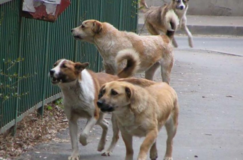 Autoritățile au prins mai multe haite de câini la periferia orașului! Animalele fără stăpân continuă să vină în Iași din zona metropolitană: „Sunt în căutare de hrană”