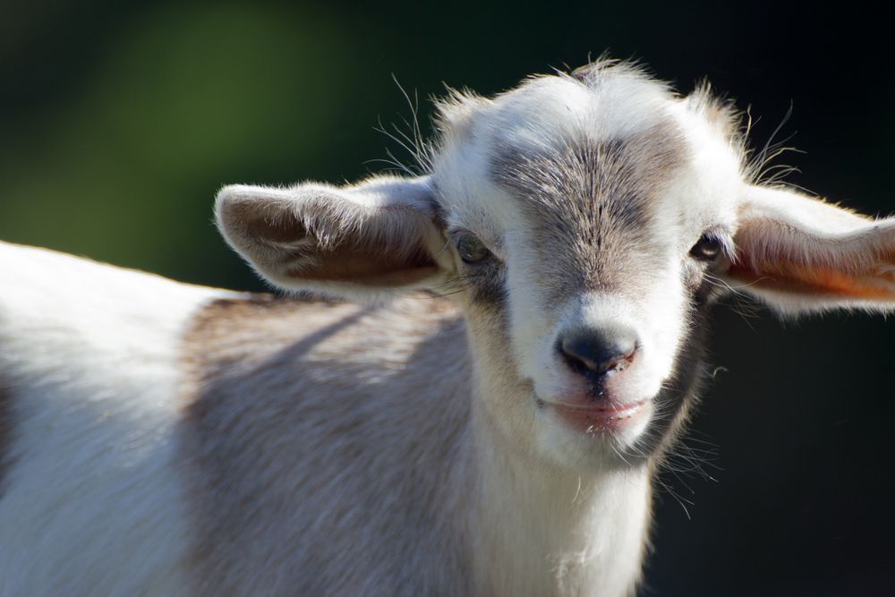 Cât trăiește o capră? Unul dintre primele animale domesticite de om