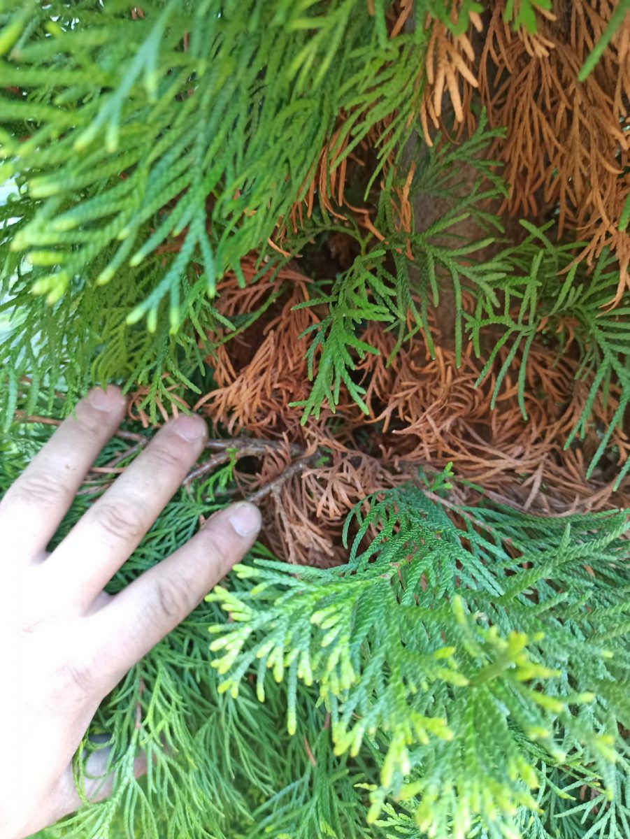 Cu ce se stropesc tuia primăvara? Remedii naturiste pentru sănătatea pomilor