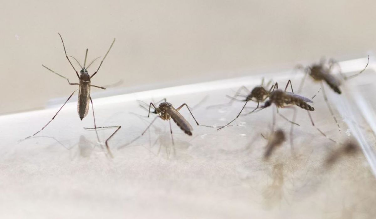 Cea mai bună soluție de țânțari pentru exterior! Metode prin care îi ții la distanță fără insecticid!