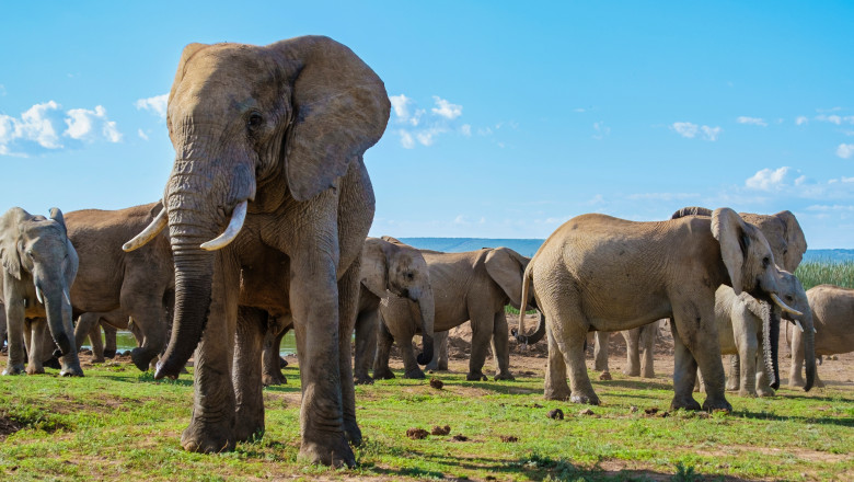 Peste 80 de elefanți vor fi sacrificați în Namibia. Motivul pentru care autoritățile au luat această decizie