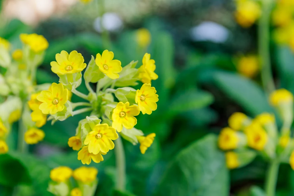 Floarea cucului sau ciubotica-cucului: cea mai bună plantă pentru sănătate. Remedii naturiste pe care le poți face cu această floare