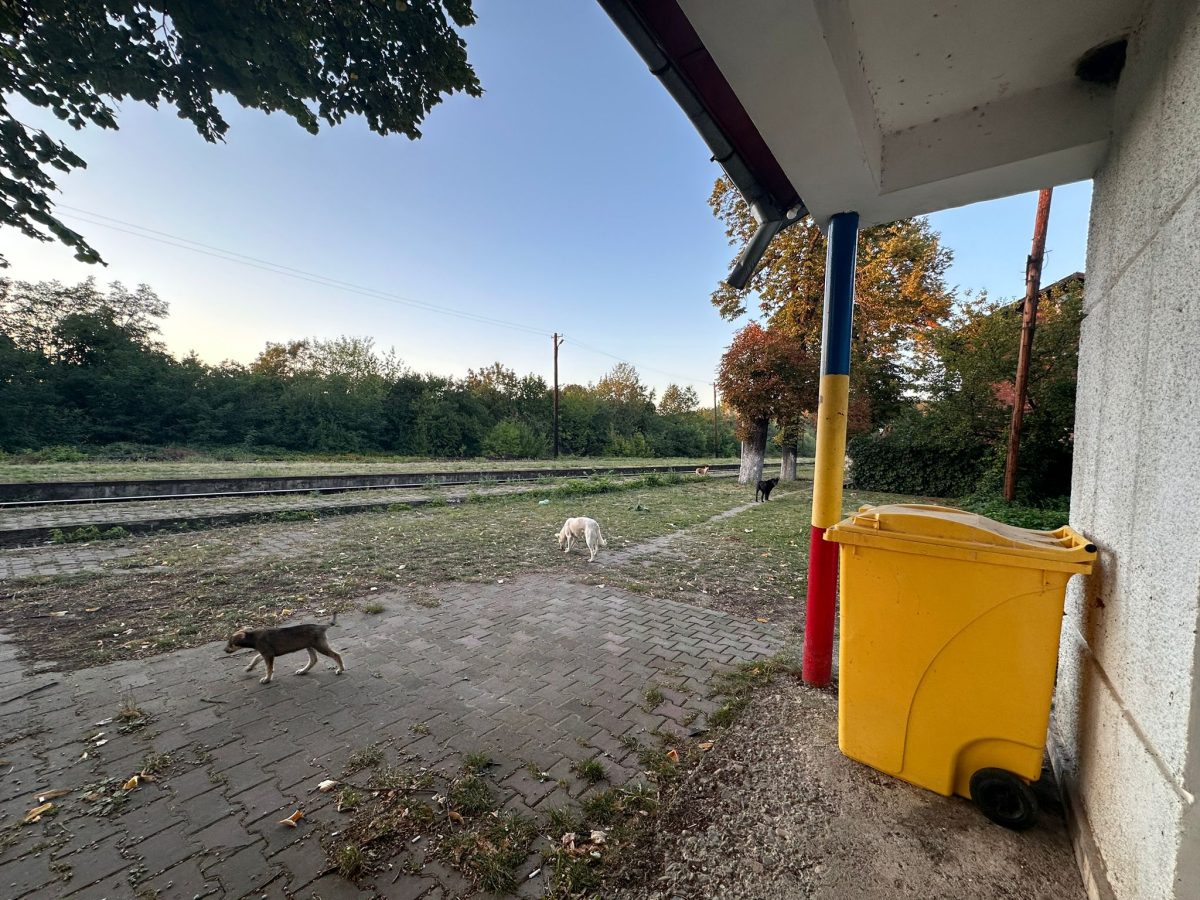Imagini dezolante! Stimați șefi ai CFR, mișcați-vă fundurile din birouri și vedeți realitatea din teren. Gara Bârnova se dărâmă, iar directorul de la Iași este ținut în brațe de superiorii de la București