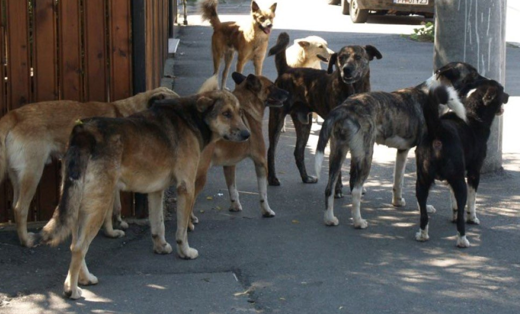 Caz șocant în Harghita! Un copil a murit sfâșiat de mai mulți câini