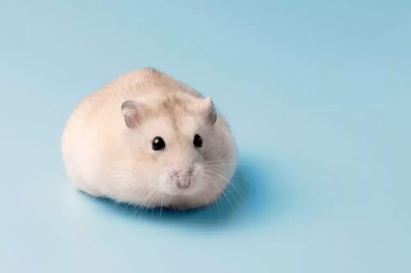 Hamsterul pitic. Tot ce trebuie să știi despre acest animal de companie