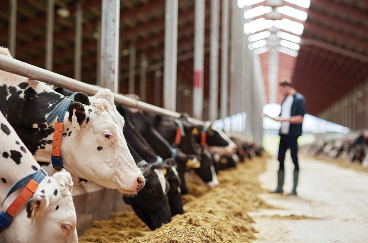 Cu 49% a crescut importul de lapte în România! Producem mai mult, dar insuficient