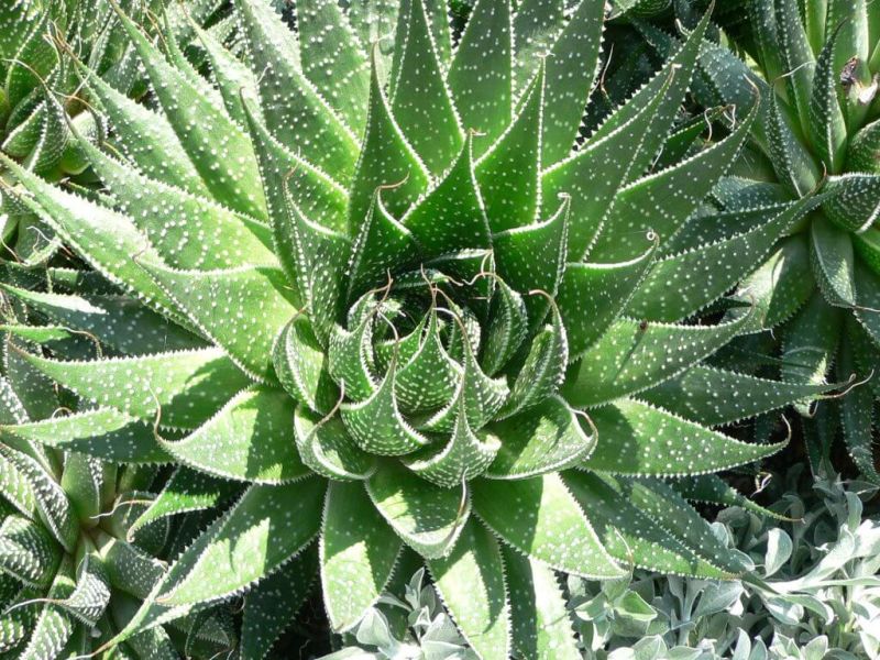 Îngrijire aloe vera. Cum avem grijă de această benefică plantă